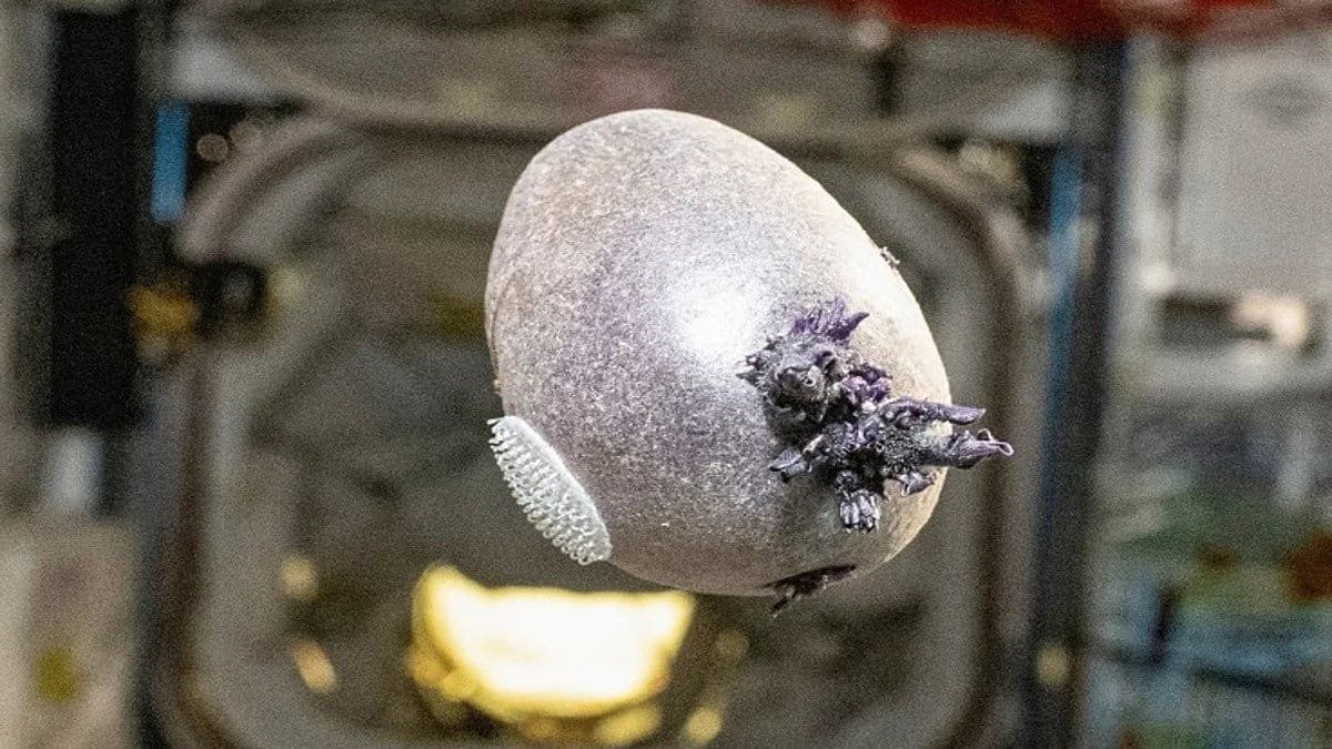 NASA Astronotu 'Dokunaçlı' Tuhaf Mor Nesnenin Görselini Paylaştı