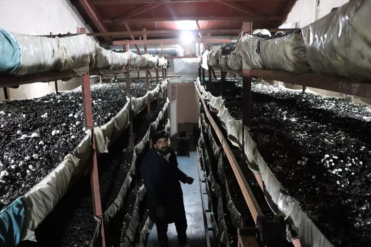 Kadın Girişimcinin Mantar Üretimindeki Başarısı