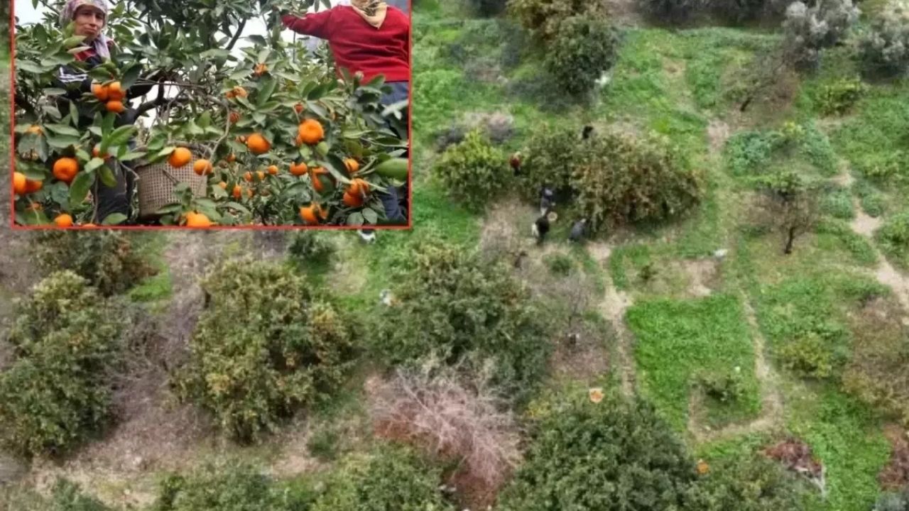 Hatay’da Mandalina Tarlasında Fiyatlar 2 TL’ye Düştü, Çiftçiler Zorda
