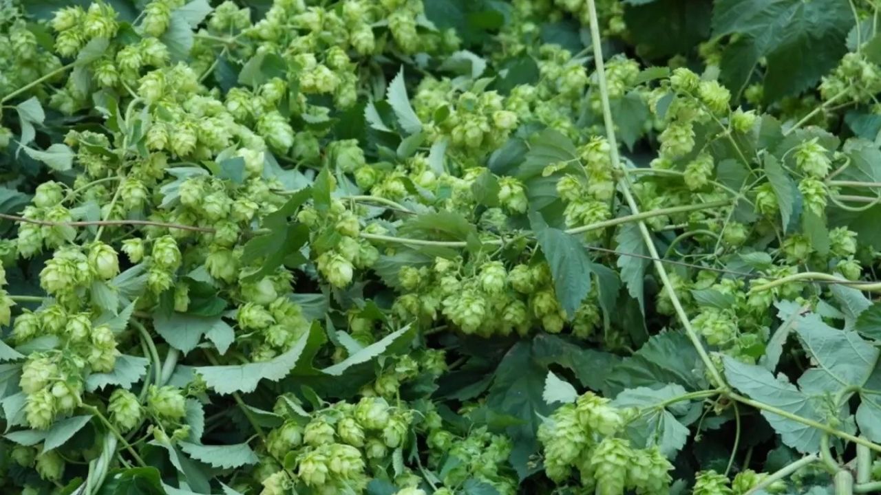 Türk Çiftçisi Çöpe Atıyor, Avrupa’da Kilosu 35 Bin TL