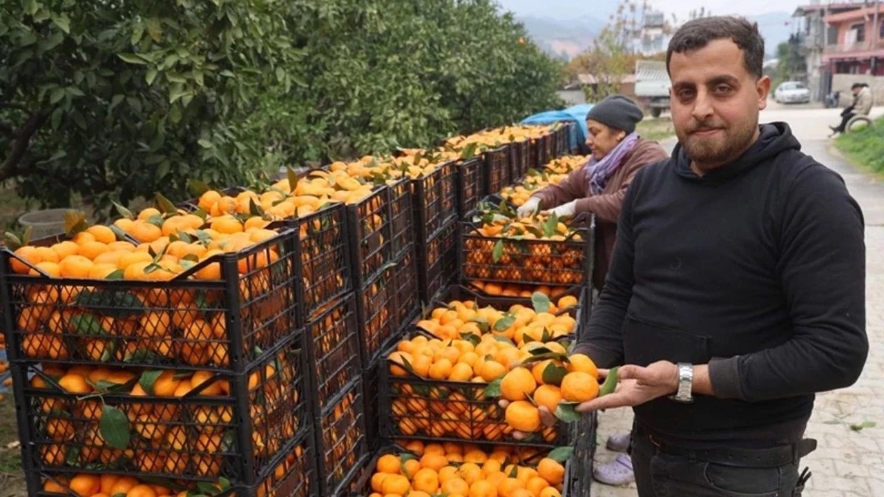 Üretici Tarlada, Tüketici Markette: Mandalina Fiyatları Arasında Büyük Uçurum