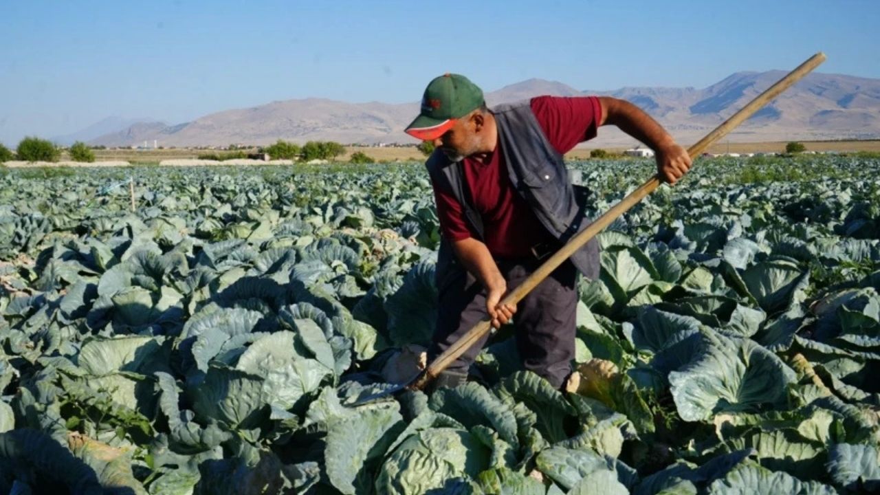 Niğde’de Beyaz Lahana Hasadı Başladı, Kilosu 60 TL’ye Ulaştı