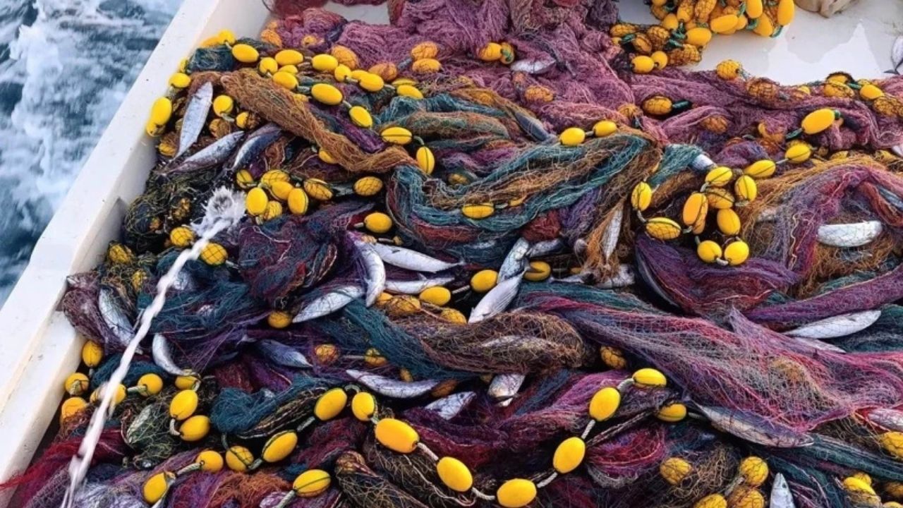 Kastamonu’da Palamut Bolluğu Yaşanıyor: Tanesi 75 TL’ye Satılıyor