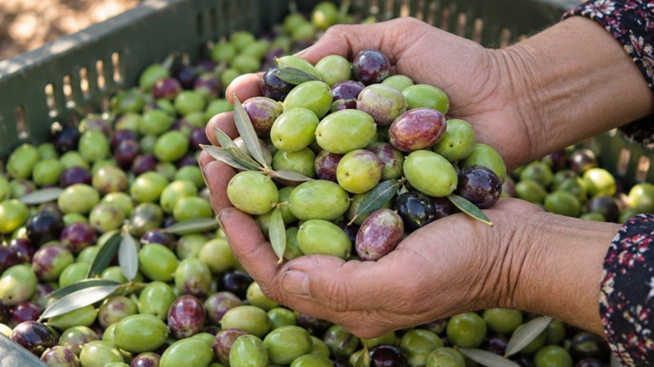 Antalya’da Zeytin Hasadı Bereketli Başladı, Rekolte Artışı Bekleniyor