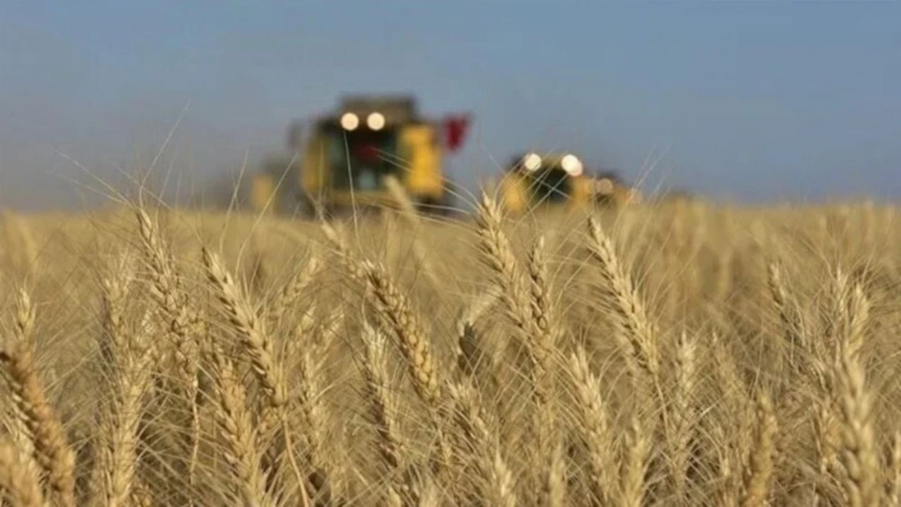 TİGEM, 4 Bin 427 Ton Buğdayı Açık Artırmayla Satışa Çıkarıyor