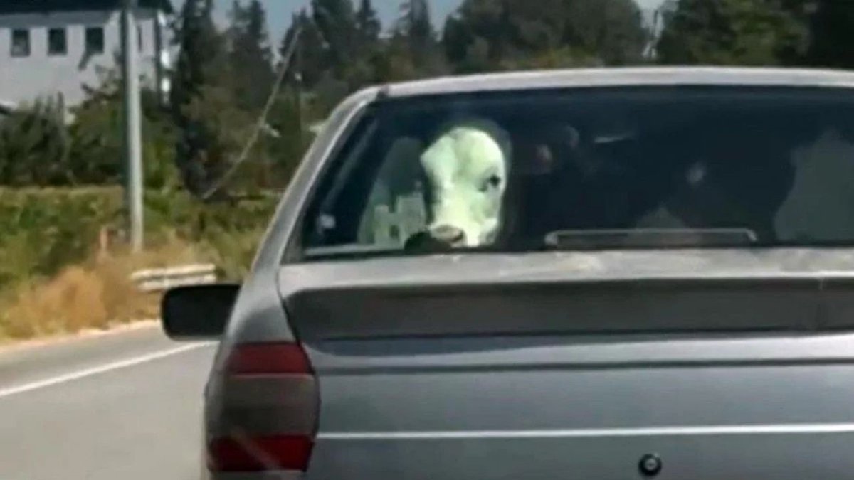 Buzağının Otomobildeki İlginç Yolculuğu Kameraya Yansıdı