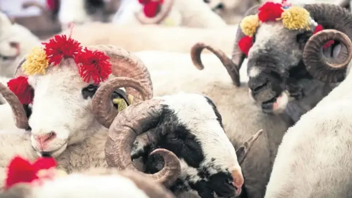 Sokakta Kurban Kesimine Ağır Ceza: Atıkları Gömene Para Cezası 29 Bin Lirayı Aştı