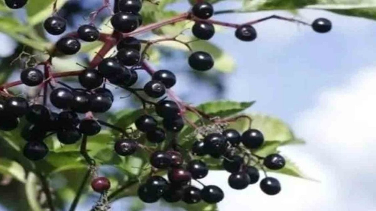 Akciğer Dostu Kara Mürverin Sağlığa Faydaları Şaşırtıyor