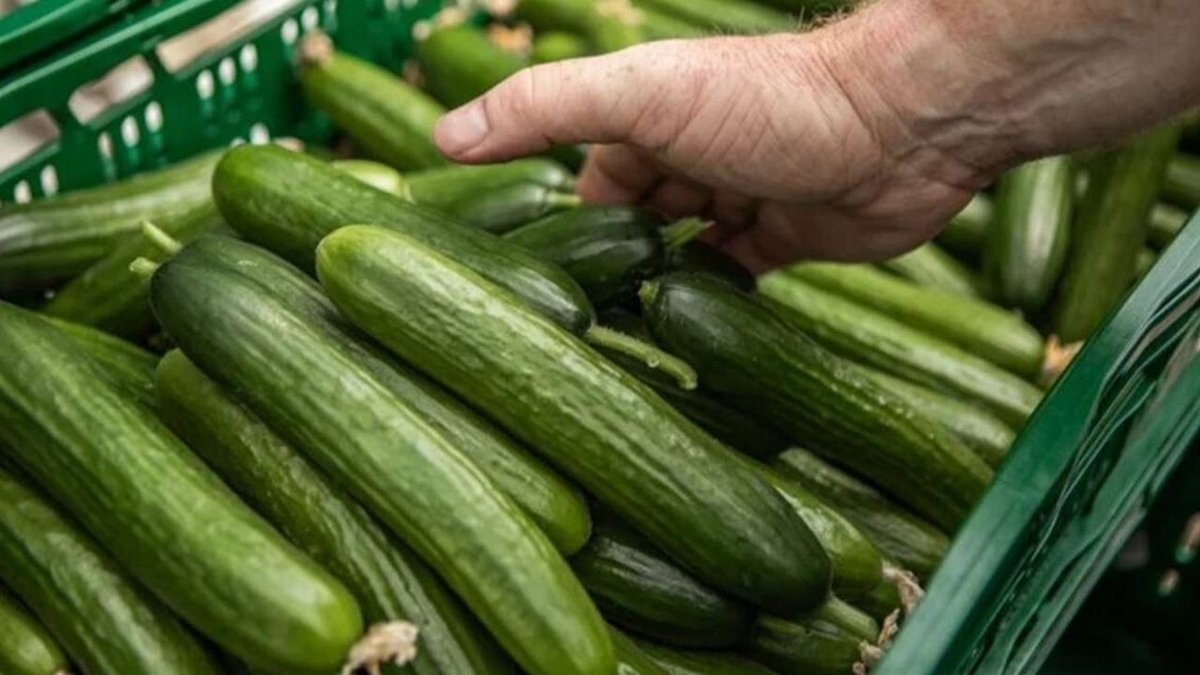 Marketlerde Yüksek Fiyat Uyarısı: Tarlada 5,30 TL Olan Salatalık 79,90 TL