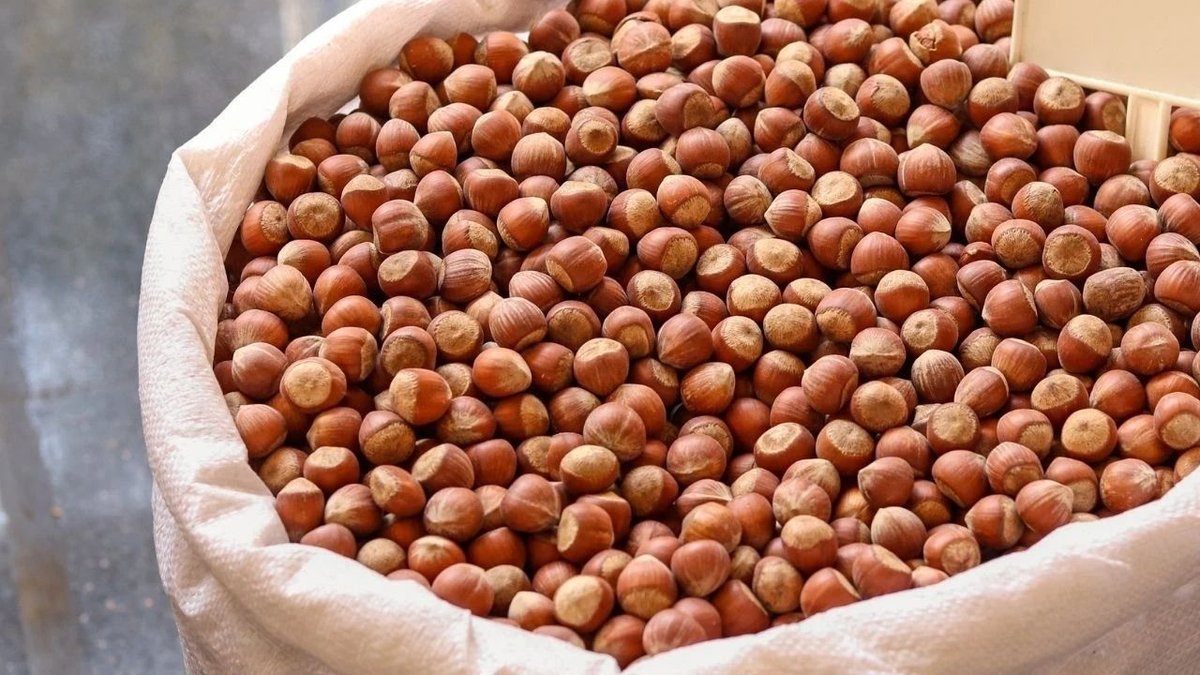 Ordu’da Fındık Fiyatları Güncellendi: Serbest Piyasada 170 TL Seviyesi