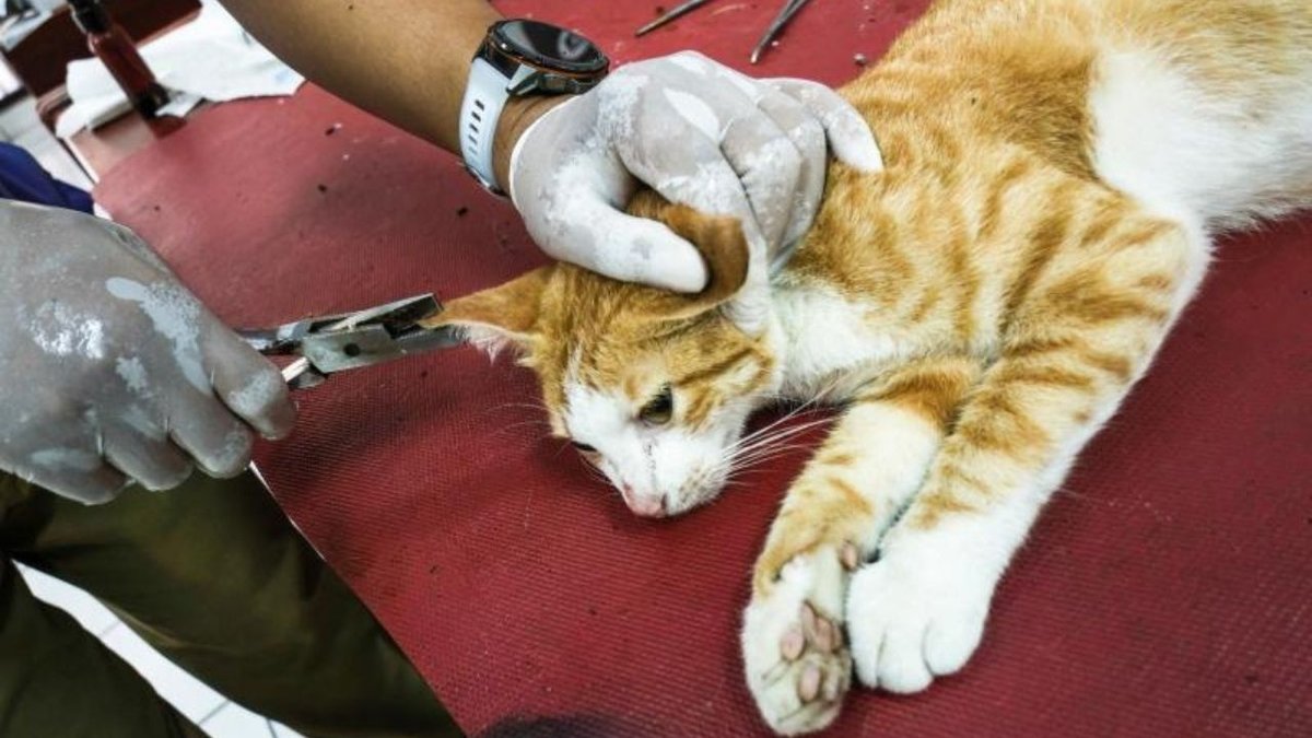 Kedi Kaynaklı Parazit Toksoplazmoz Küresel Sağlık İçin Alarm Veriyor