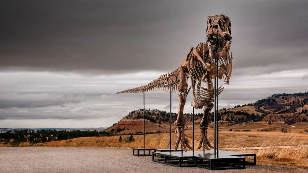 67 Milyon Yıllık T Rex Fosili Tarihin En Pahalı Dinozor Keşfi Oldu