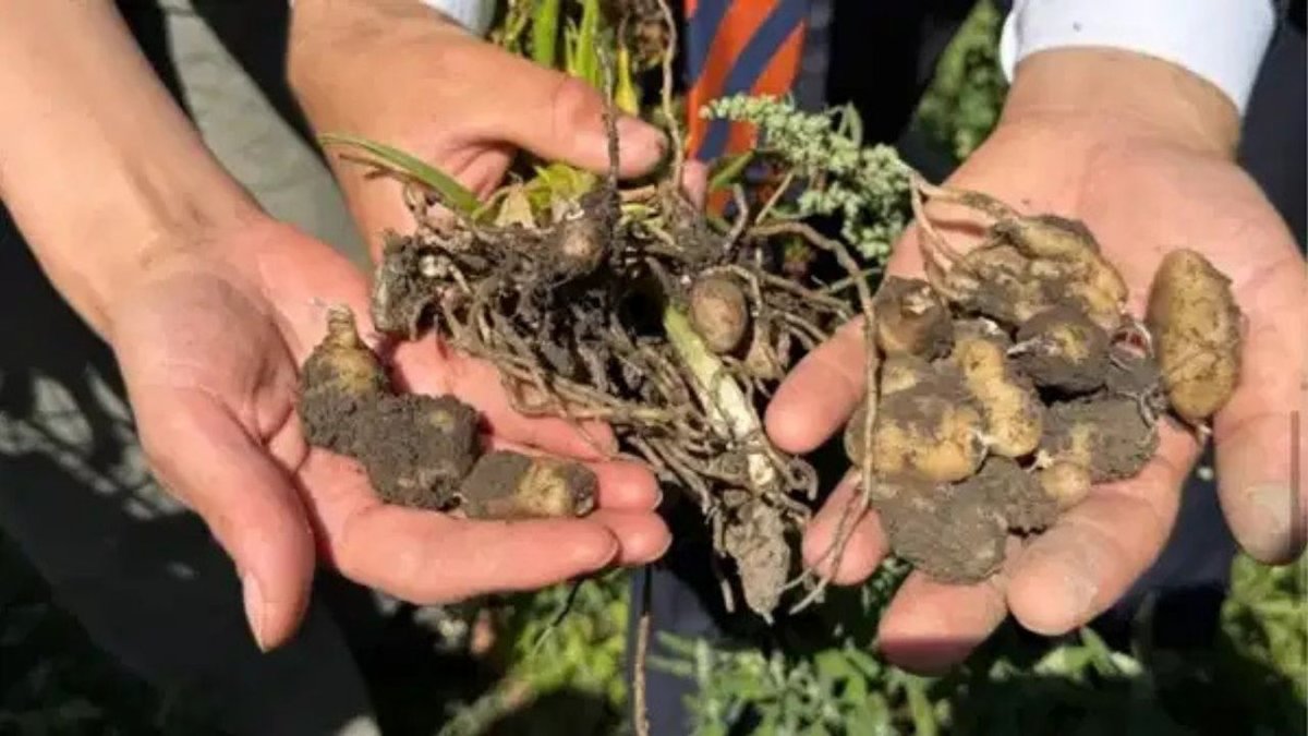 Yüksekova’da Çiftçinin Yeni Umudu Salep Hasadı Rekor Verim Getirdi