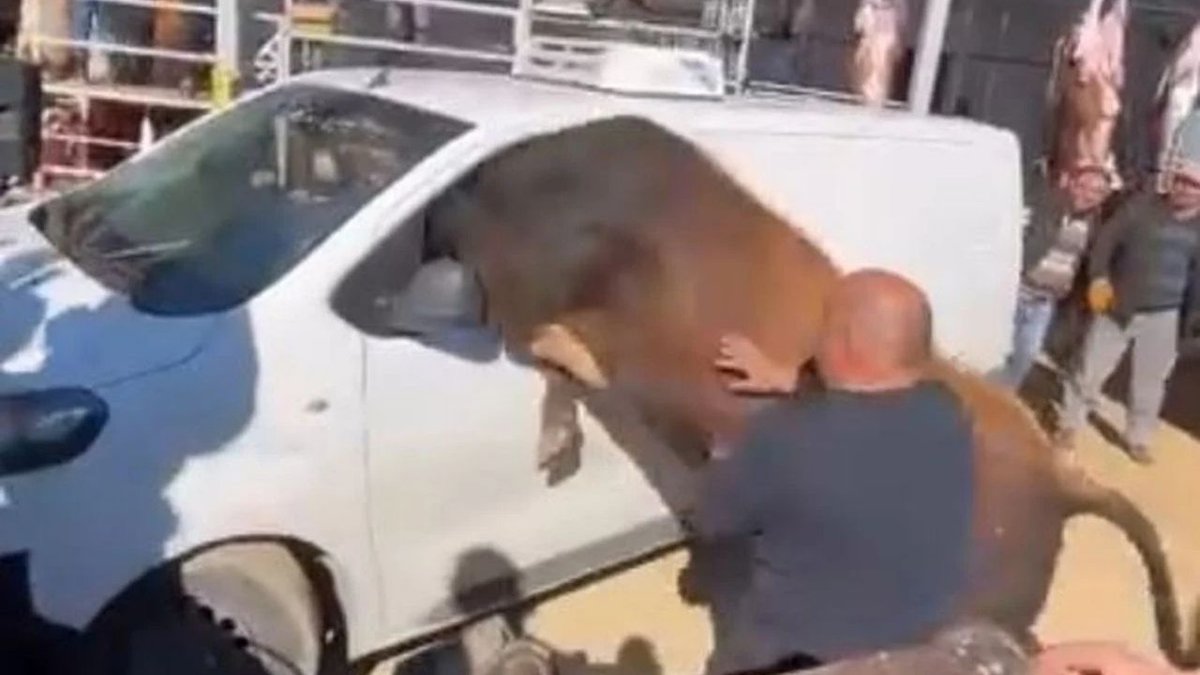 Ankara’da Kurbanlık Boğa Ortalığı Karıştırdı! Minibüsün Camından İçeri Girmeye Çalıştı