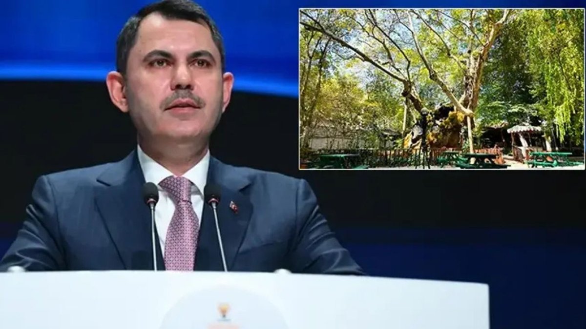 Bakan Kurum’dan dikkat çeken paylaşım: Muğla’daki 854 yaşındaki anıt ağacın hikayesi
